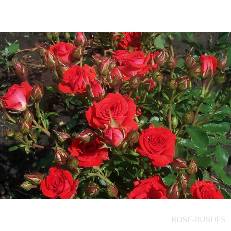 ��������. Mirabel. (�����)